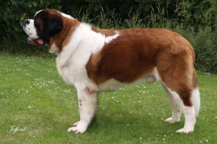 Saint Bernard Dog Breed