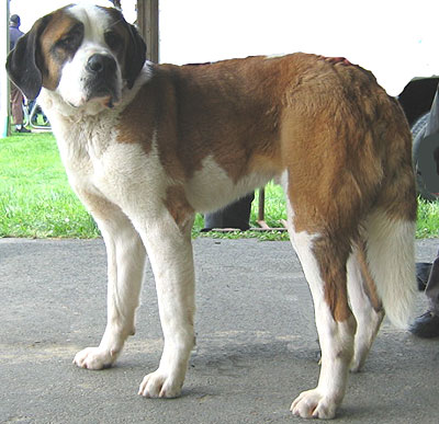 Saint Bernard Dog Breed Info