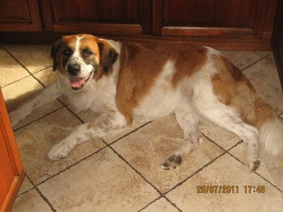 Saint Bernard Dog Breed Info