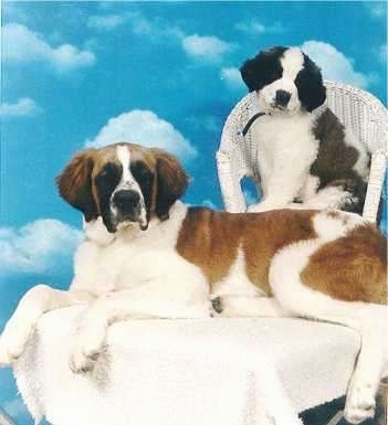 Saint Bernard Dog Breed Info