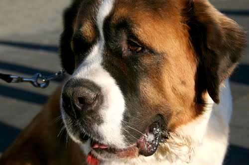 Saint Bernard Dog Breed Information