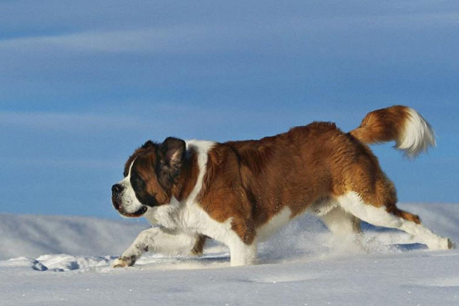 Saint Bernard Dog Breed Information