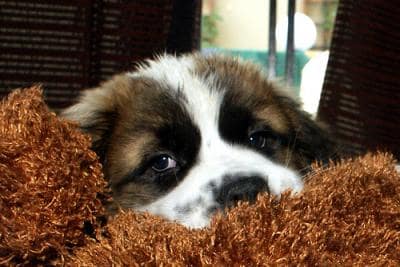 Saint Bernard Dog Breed Information