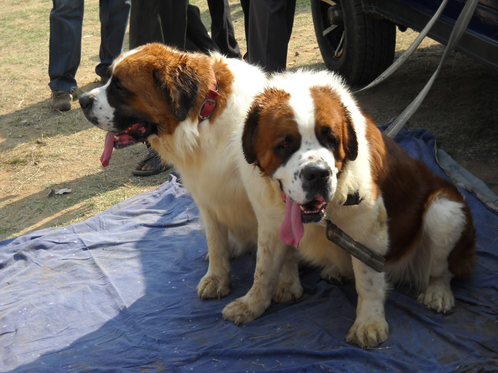 Saint Bernard Dog Breed Information