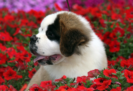 Saint Bernard Dog Breeders