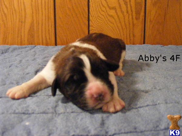 Saint Bernard Dog Breeders