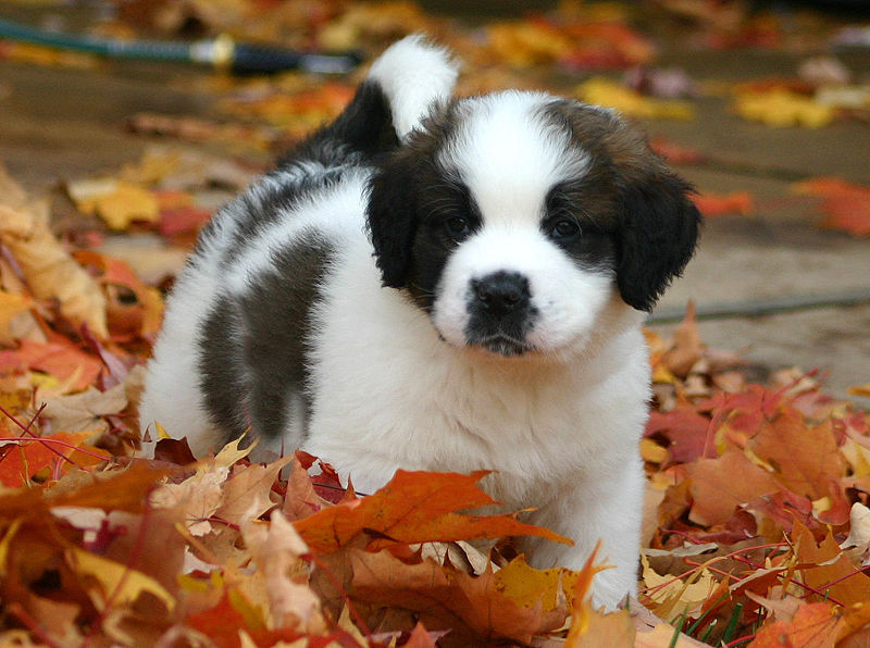 Saint Bernard Dog Images