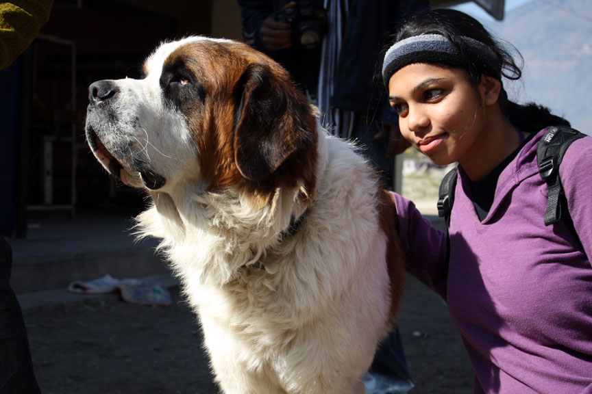 Saint Bernard Dog In India