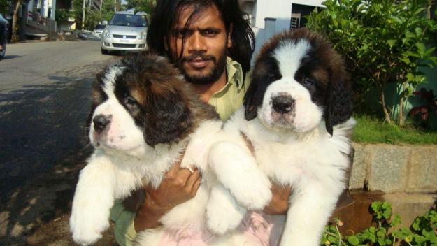 Saint Bernard Dog In India