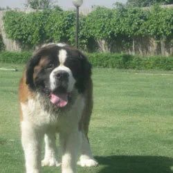 Saint Bernard Dog In India