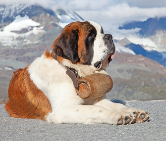 Saint Bernard Dog Photo