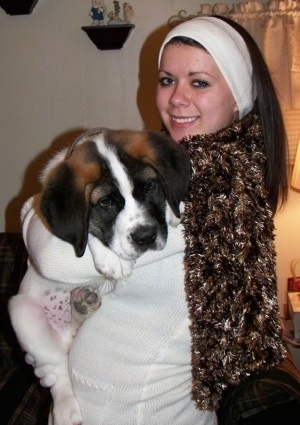 Saint Bernard Dog Photo