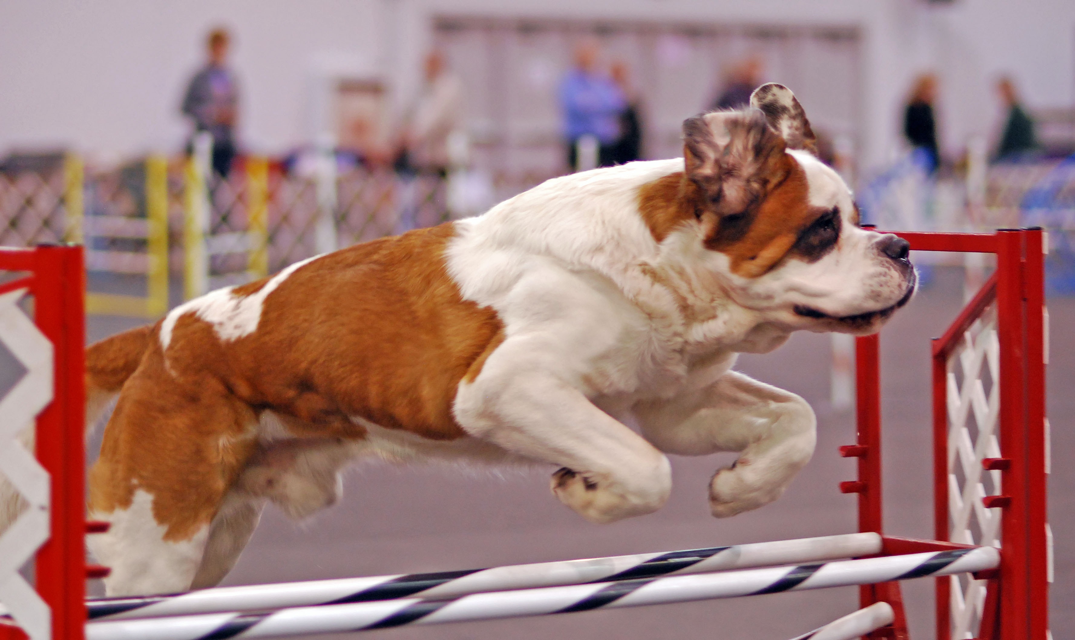 Saint Bernard Dog Photo