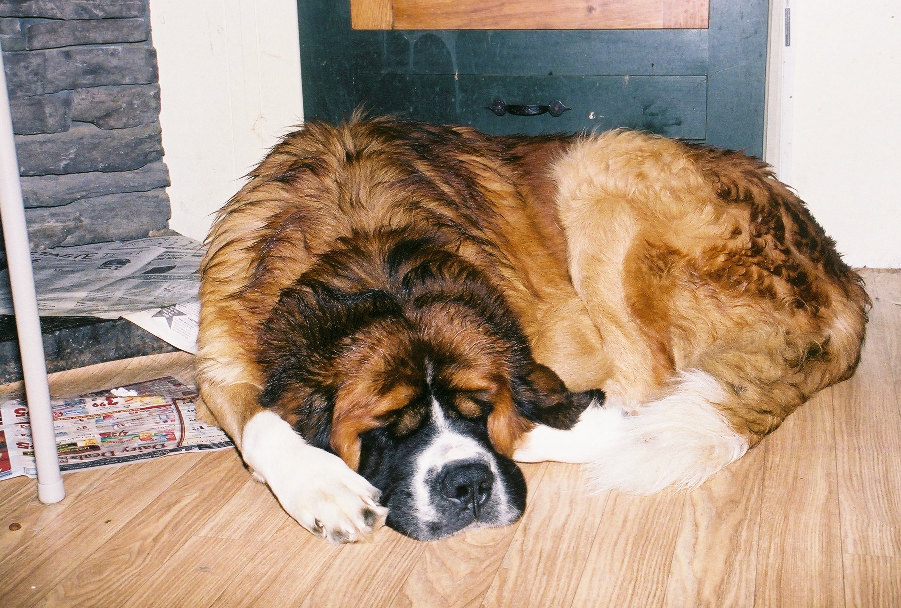 Saint Bernard Dog Pics