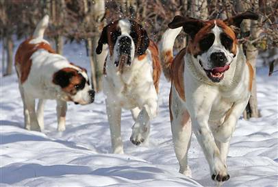 Saint Bernard Dog Pics