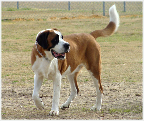 Saint Bernard Dog Pics