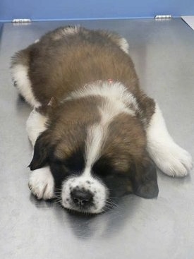 Saint Bernard Dog Pics