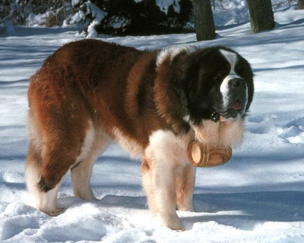 Saint Bernard Dog Pictures