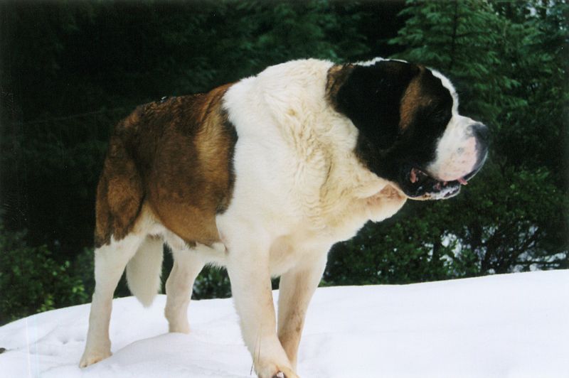 Saint Bernard Dog Price