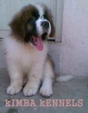 Saint Bernard Dog Price In India