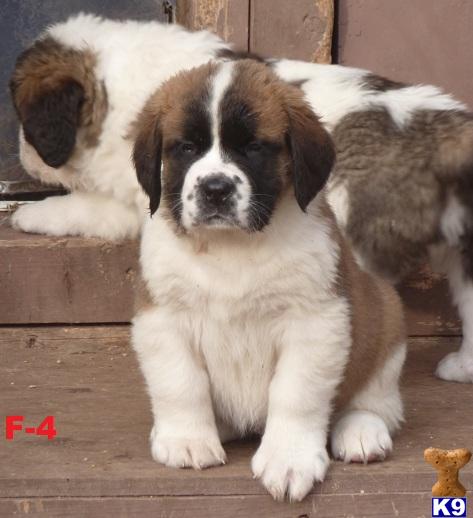 Saint Bernard Dogs For Sale