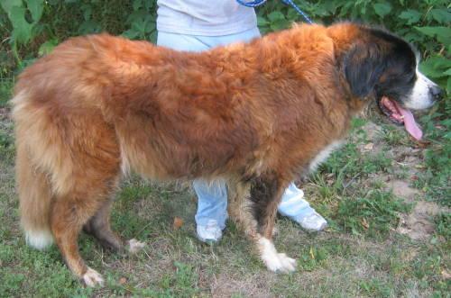 Saint Bernard Dogs For Sale In California