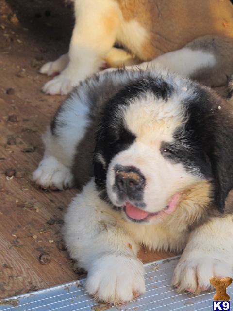 Saint Bernard Dogs For Sale In California