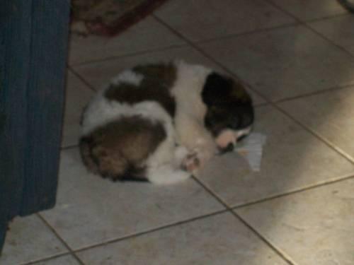 Saint Bernard Dogs For Sale In Utah