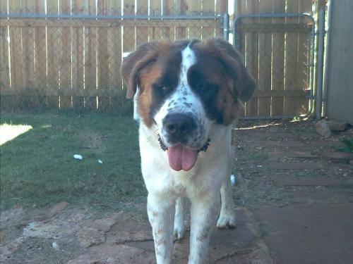 Saint Bernard Dogs For Sale In Utah