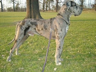 Saint Bernard Great Dane Mix