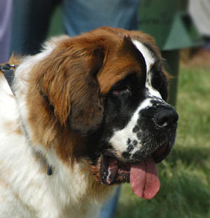 Saint Bernard Pictures