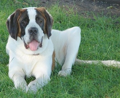 Saint Bernard Pictures