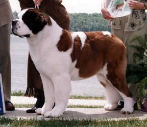 Saint Bernard Pictures