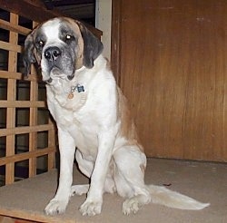 Saint Bernard Pictures Photos Images