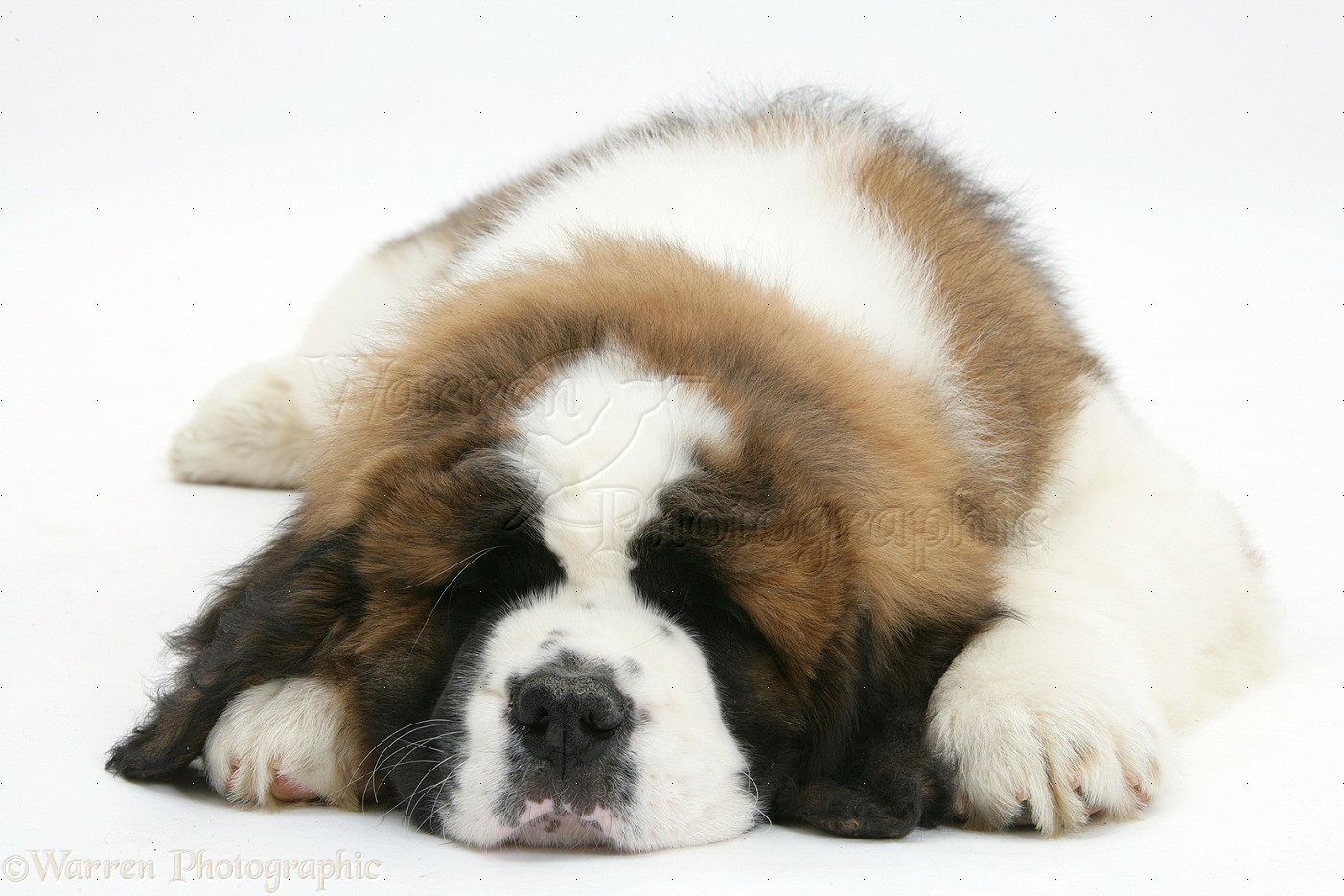 Saint Bernard Puppies