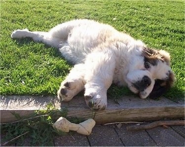 Saint Bernard Puppies