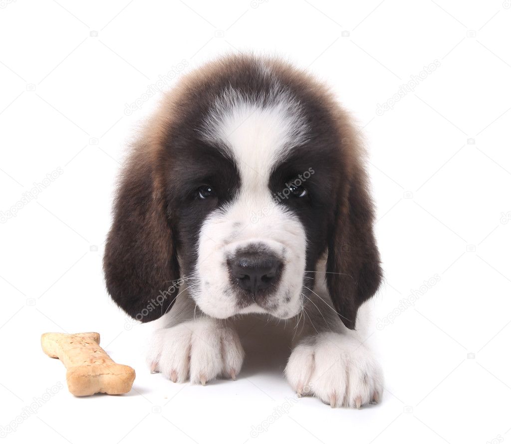 Saint Bernard Puppies