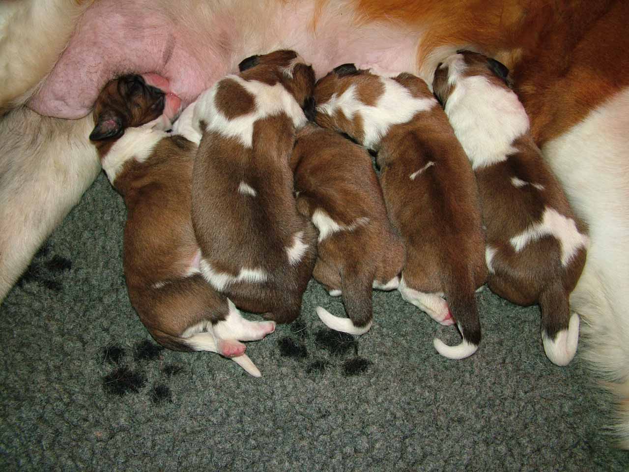 Saint Bernard Puppies