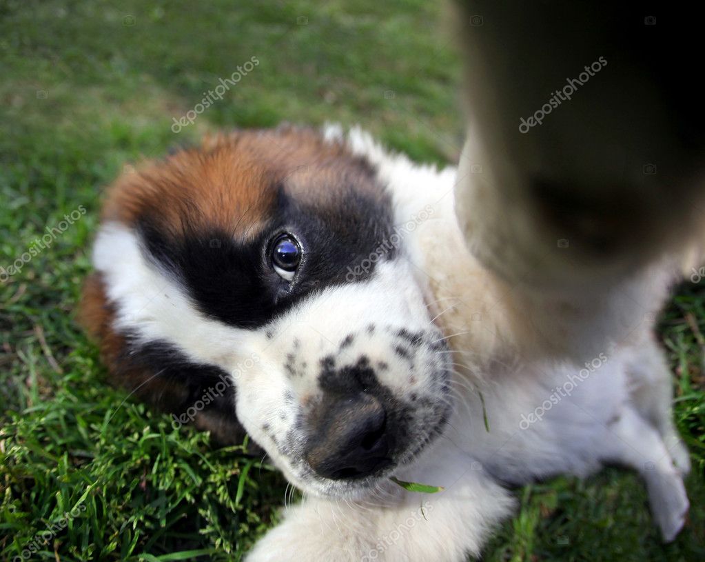 Saint Bernard Puppies