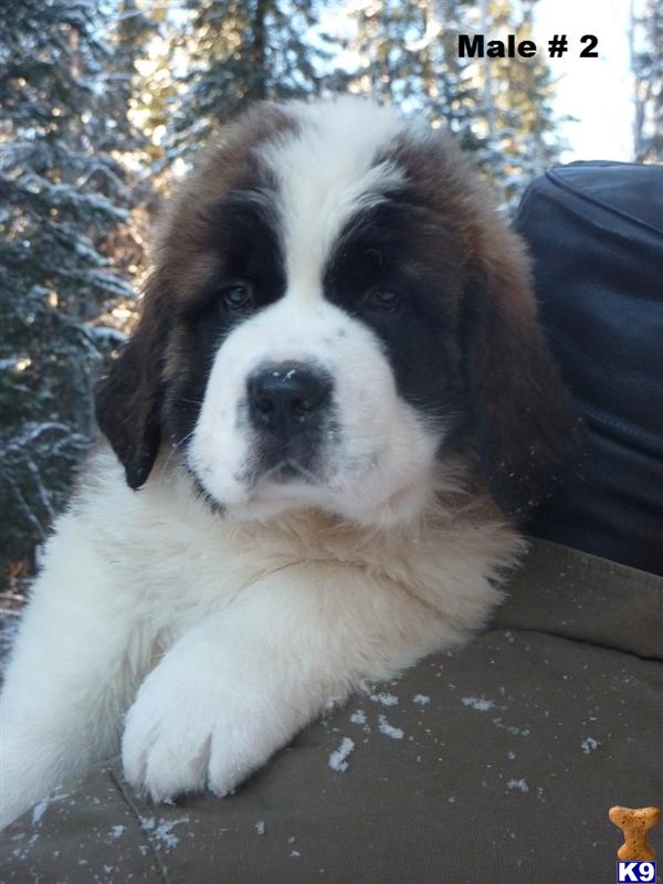 Saint Bernard Puppies For Sale