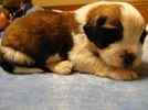 Saint Bernard Puppies For Sale In Indiana