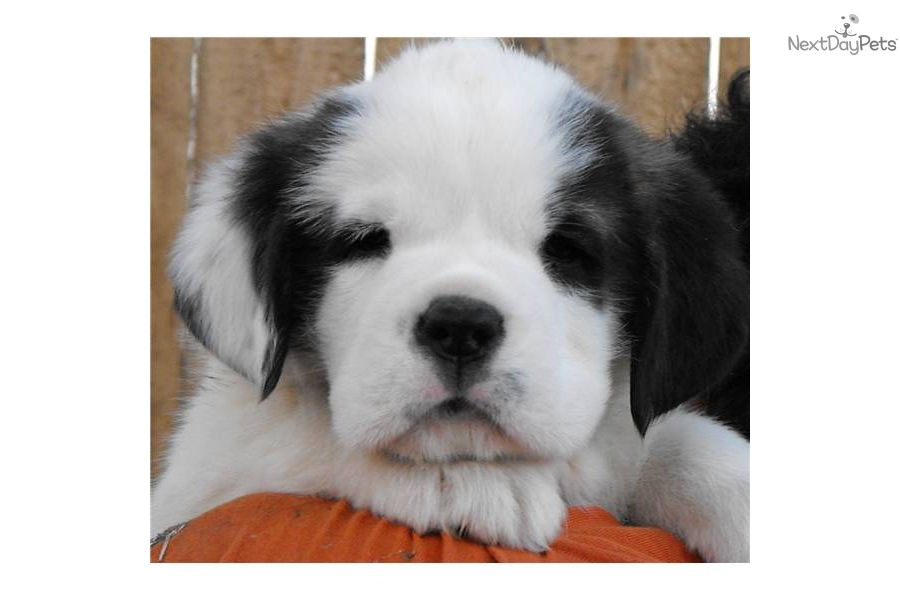 Saint Bernard Puppies For Sale In Indiana