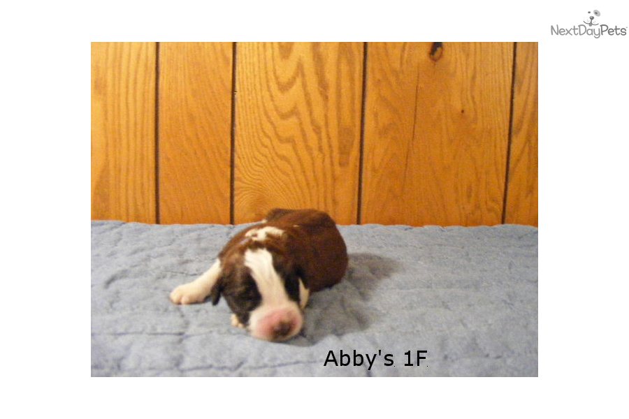 Saint Bernard Puppies For Sale In Indiana