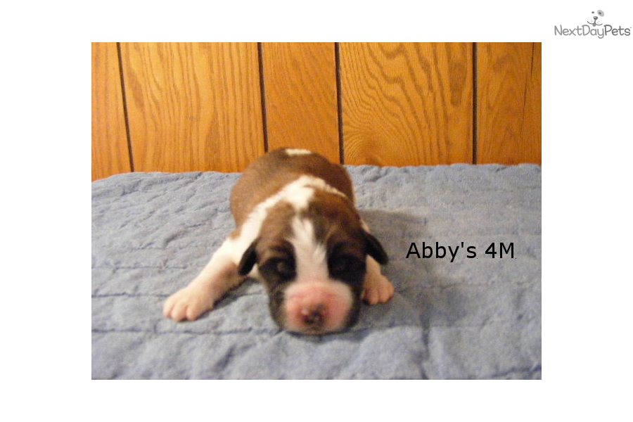 Saint Bernard Puppies For Sale In Indiana