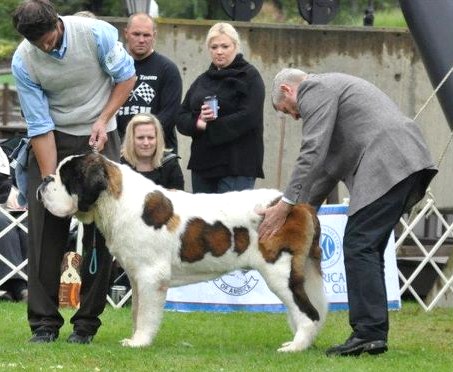 Saint Bernard Puppies For Sale In Indiana