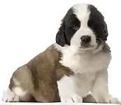 Saint Bernard Puppies For Sale In Ohio