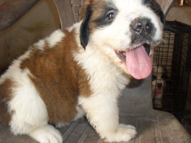 Saint Bernard Puppies For Sale In Patna