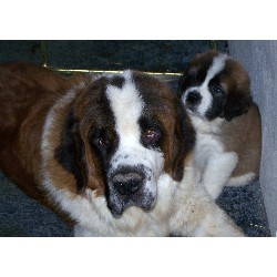 Saint Bernard Puppies For Sale In Texas