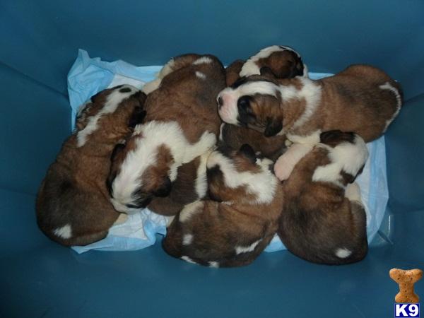 Saint Bernard Puppies For Sale Uk