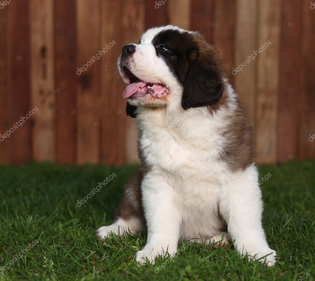 Saint Bernard Puppies Images